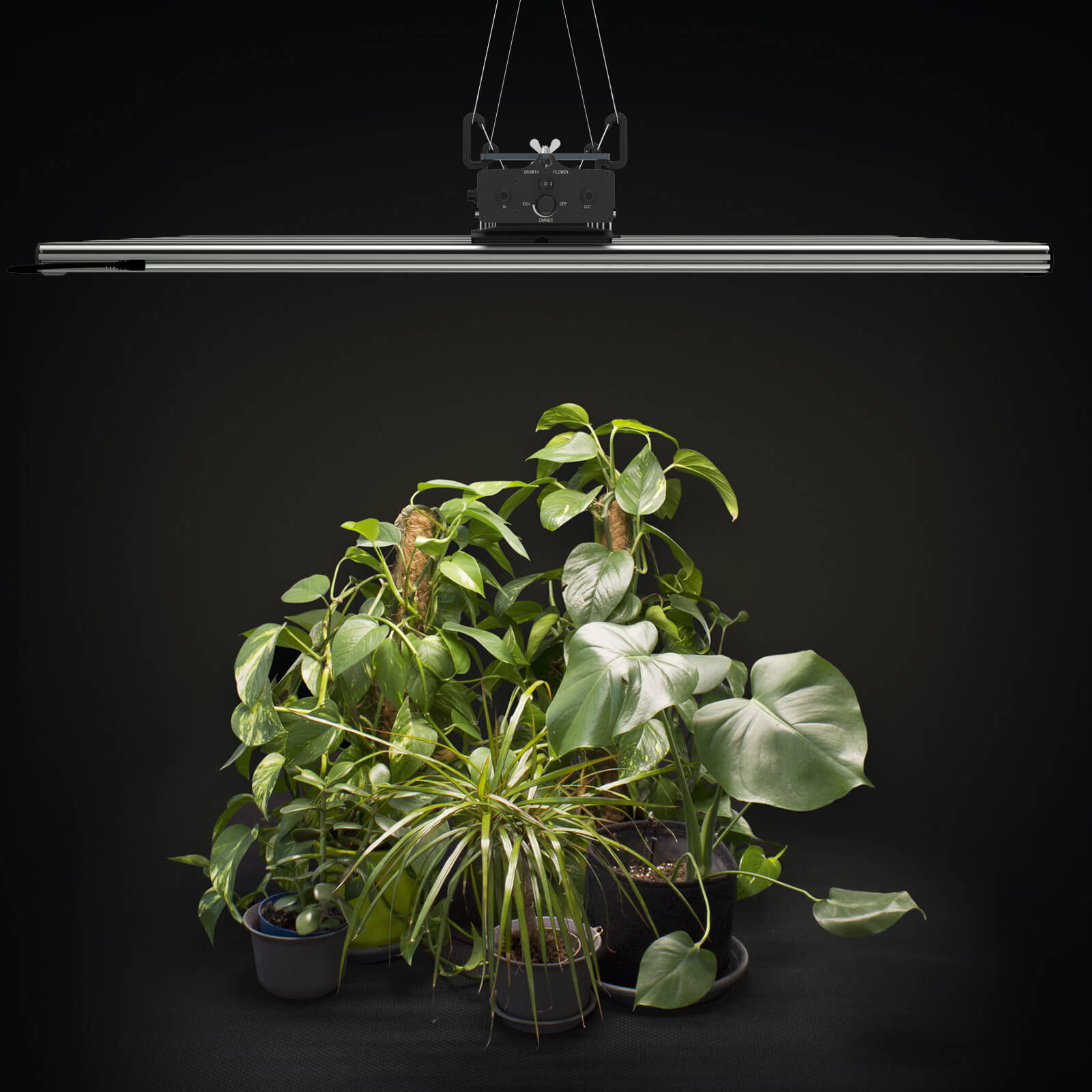 04 GCx 25 über Pflanze